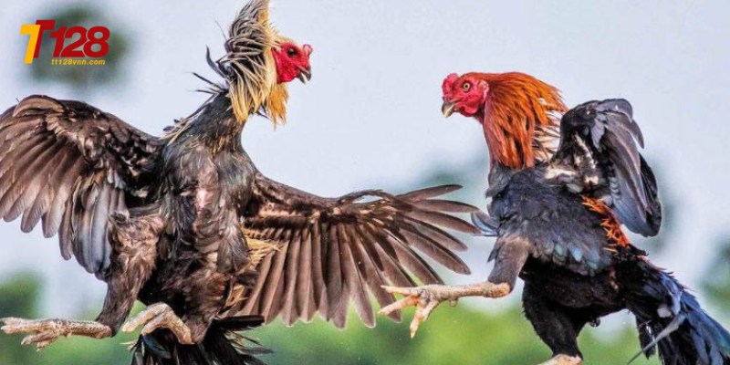 Đá gà tại tt128 mang đến sức hấp dẫn không thể chối từ