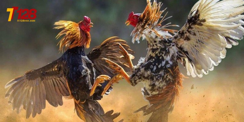Đá gà tt128 là một trong những nền tảng đá gà chuyên nghiệp