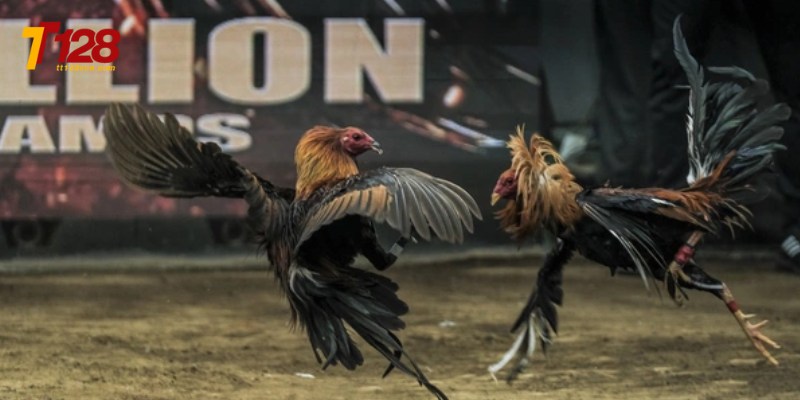 Lý do nên chọn lựa đá gà tại đây