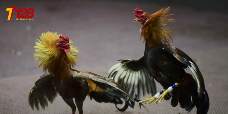 Trọng tài có quyền quyết định kết quả cuối cùng